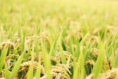 水稻地没有水能不能撒复合肥 稻田没水能撒复合肥吗