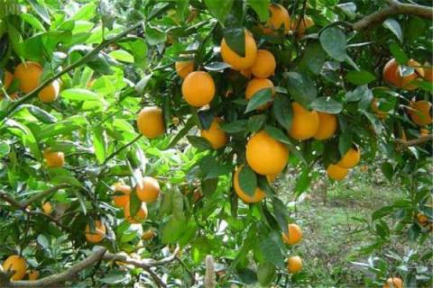 四川地区柑橘放秋梢时间 什么时候放秋梢