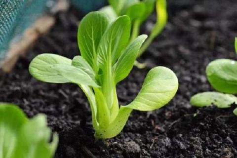 小白菜出苗后怎么浇水 小白菜的种植方法