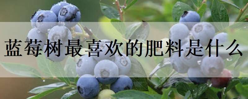 蓝莓树最喜欢的肥料是什么