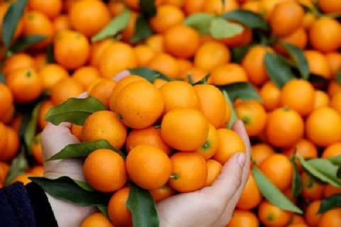 柑橘秋季修剪的基本方法 注意事项有哪些