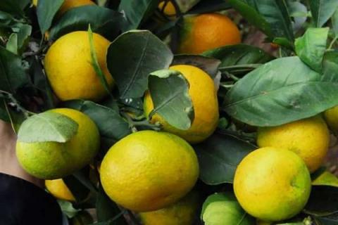 柑橘放秋梢时间 什么施肥最适宜