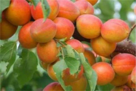 特大甜红高产杏品种 又大又甜的杏品种