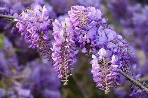 怎样才能让紫藤开花多 用什么土壤种植好