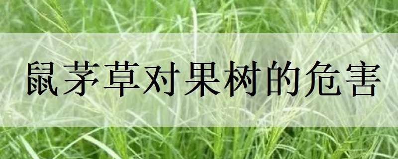 鼠茅草对果树的危害