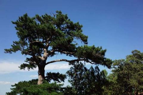 南方的松树有松子吗 松树的特点及养护注意事项
