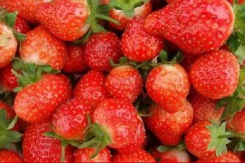 白草莓和红草莓哪个好吃 两者有什么区别