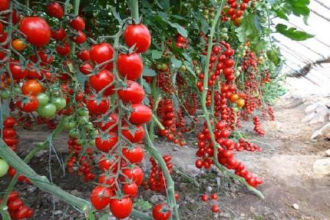 番茄苗移栽注意事项 番茄的种植方法
