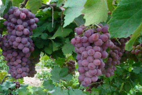 什么葡萄品种最爱爬藤