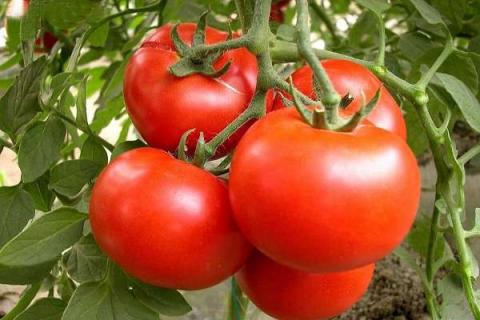 西红柿打叉掐尖图解 操作方法有哪些