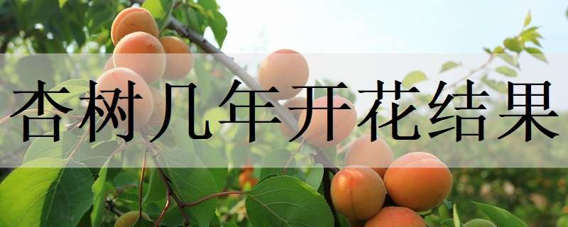 杏树几年开花结果（杏树几年开花结果,需要嫁接吗?）