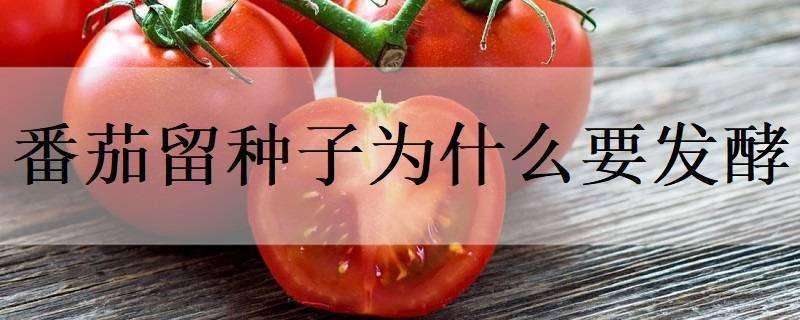 番茄留种子为什么要发酵 番茄种子要催芽吗