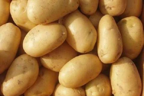 冬季土豆什么时候施肥最好