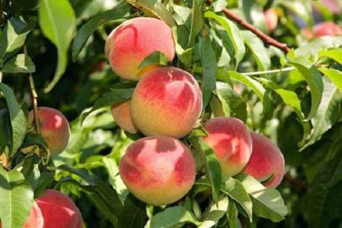 桃子属于什么水果 吃桃子的好处和禁忌