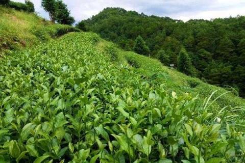 茶树怎么种植 茶树的作用