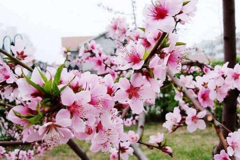 桃花开花时间是几月份 花期有多长