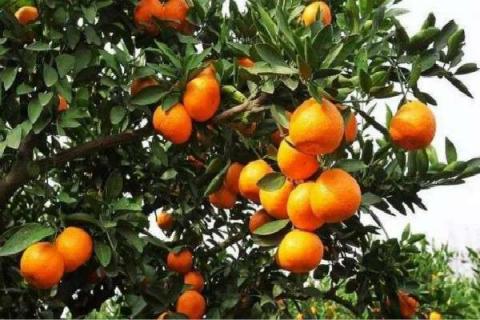 四川地区柑橘放秋梢时间 什么时候放秋梢