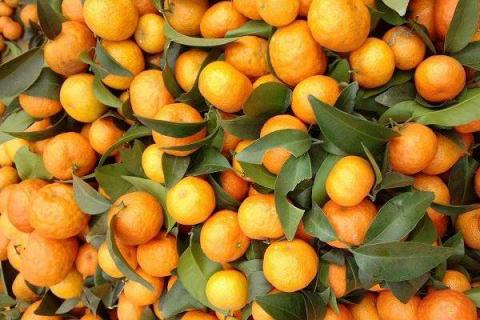 柑橘壮果肥用什么复合肥好 哪些肥料可以促进生长