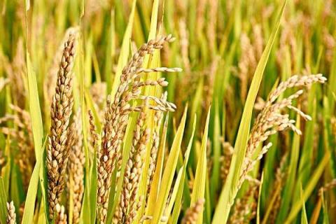 1亩地的水稻要多少斤稻种 一亩地水稻需要多少斤种子