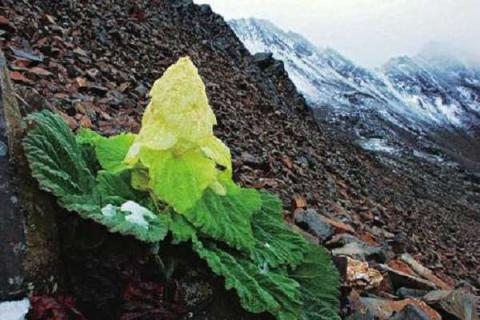 塔黄属于国家几级保护植物 多久开一次花