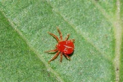 红蜘蛛.jpg