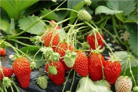 白草莓和红草莓哪个好吃（白草莓是转基因水果吗）