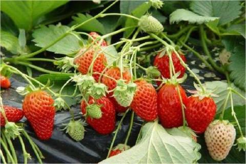 草莓属于浆果类吗 草莓的功效与禁忌