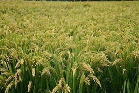 二甲四氯对水稻使用注意什么 二甲四氯对水稻药害