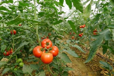 番茄苗移栽注意事项 番茄的种植方法