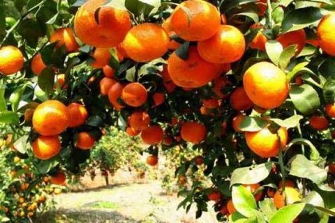 砂糖橘树种植方法及最佳种植时间 砂糖橘树种植方法及最佳种植时间是多少