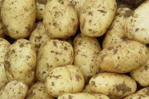 种土豆个大的秘诀 土豆的种植技巧和时间