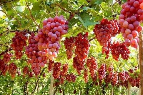 葡萄主要的特点 葡萄的产地及营养价值