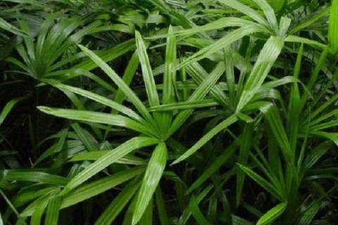观音棕竹和棕竹的区别 棕竹怎么养