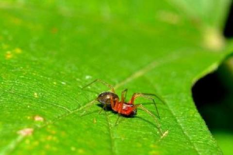 红蜘蛛土方法怎么杀死 防治方法有哪些