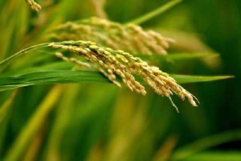 水稻拔节期是几月份 水稻拔节期多长时间