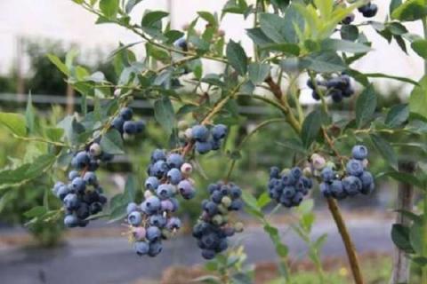 和蓝莓相似的野果有哪些 你吃过哪几种
