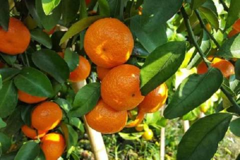 真正有前景的柑橘新品种 最有前景的柑橘新品种?
