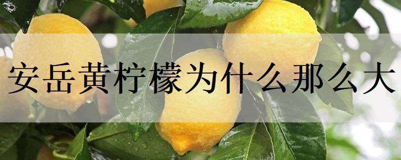 安岳黄柠檬为什么那么大 安岳黄柠檬个头大吗