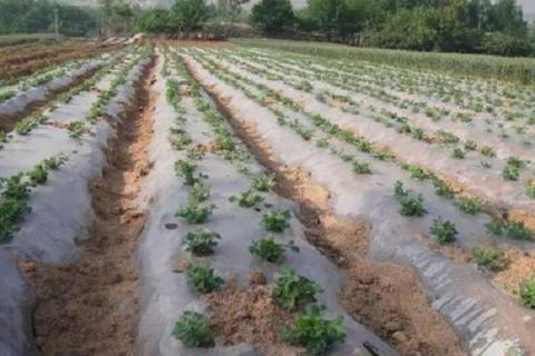 铺地膜浇水的正确方法（铺地膜浇水的正确方法图片）