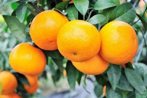 柑橘挂果树怎么施肥 注意事项有哪些