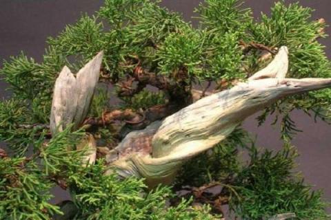 系鱼川真柏哪个品种好 种植及扦插方法