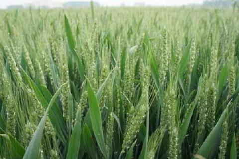 小麦的种植密度是多少 行距间隔多少合适