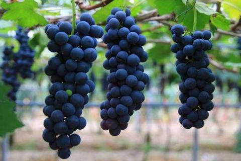 葡萄主要的特点 葡萄的产地及营养价值