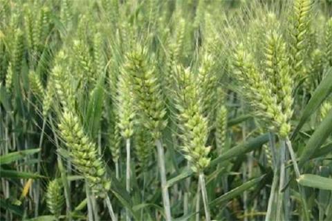 冬小麦施肥用什么肥好 使用什么肥料好