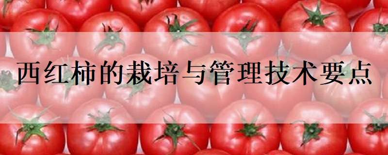 西红柿的栽培与管理技术要点
