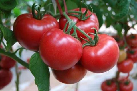 如何让番茄一夜间变红 方法有哪些