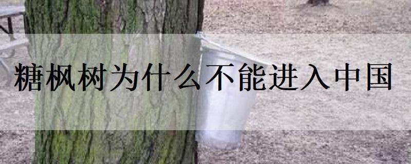 糖枫树为什么不能进入中国 糖枫树禁止进口