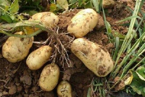 种土豆个大的秘诀 几月种植最合适