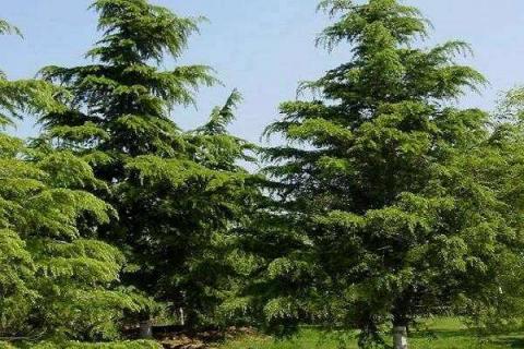 油松和马尾松的区别 松树的养护方法