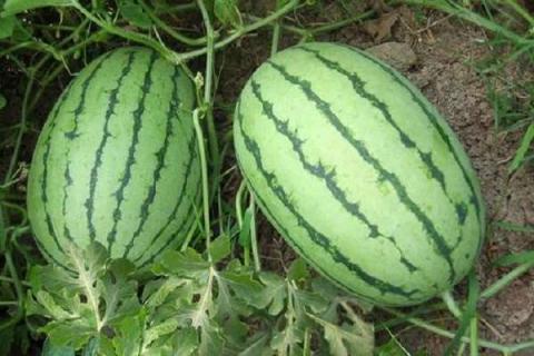 西瓜种子可以直接种地里吗 从出苗到结果要多久